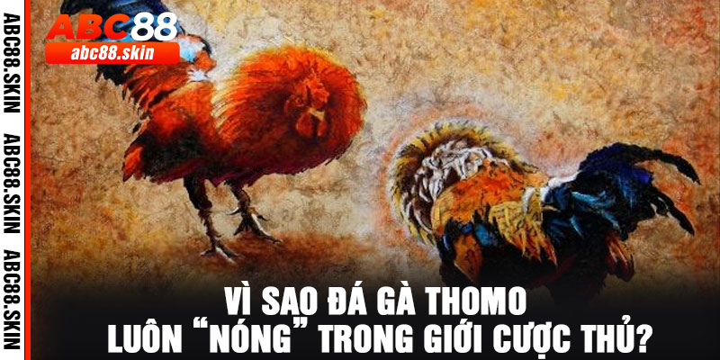 Vì sao đá gà Thomo luôn “nóng” trong giới cược thủ?