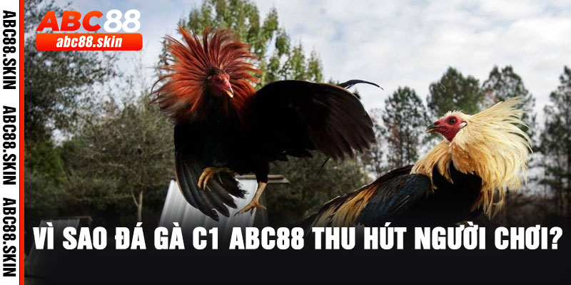 Vì sao đá gà C1 ABC88 thu hút người chơi?