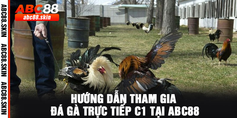 Hướng dẫn tham gia đá gà trực tiếp C1 tại ABC88