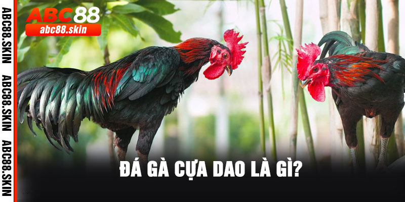 Đá Gà Cựa Dao Là Gì? Toàn Tập Đặc Điểm & Luật Thi Đấu Chuẩn Nhất Tại ABC88 7 3 16