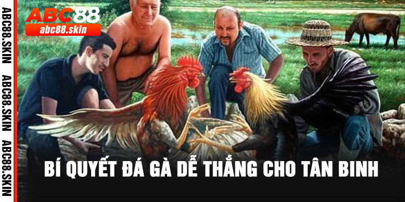 Bí Quyết Đá Gà Dễ Thắng Cho Tân Binh – Kinh Nghiệm Thực Chiến Do ABC88 Chia Sẻ 6 3 17